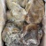 名盛熟羊肚