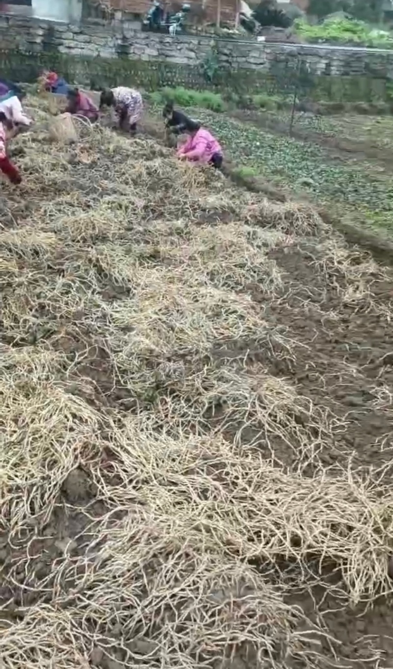 地头直发，新鲜鱼腥草(折耳根)，根，嫩叶，嫩芽