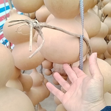中号葫芦通货出，气质厚
