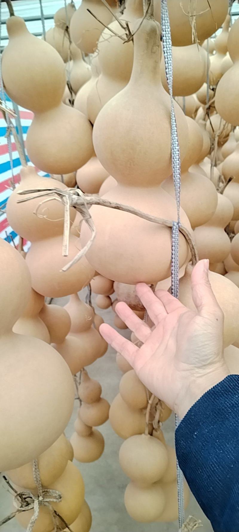 中号葫芦通货出，气质厚