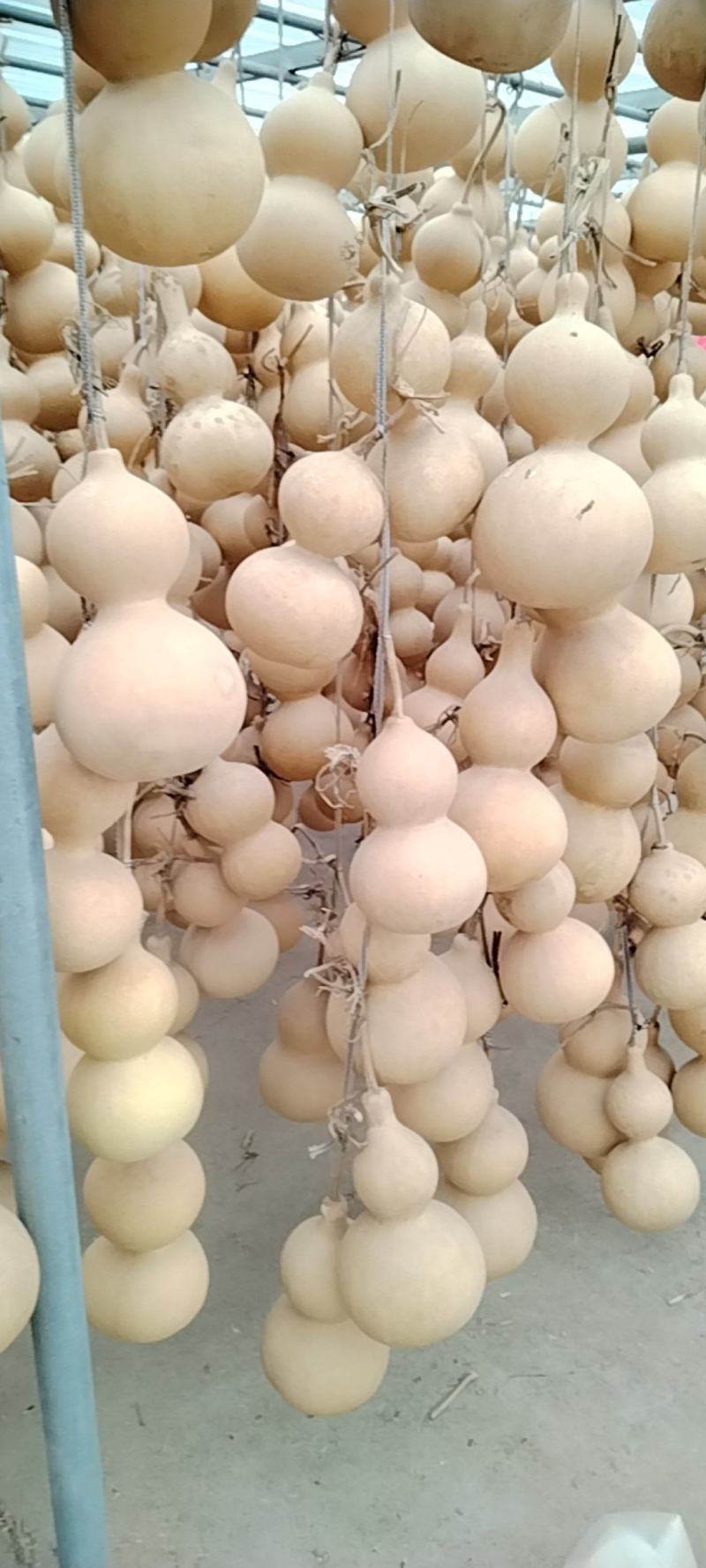 中号葫芦通货出，气质厚