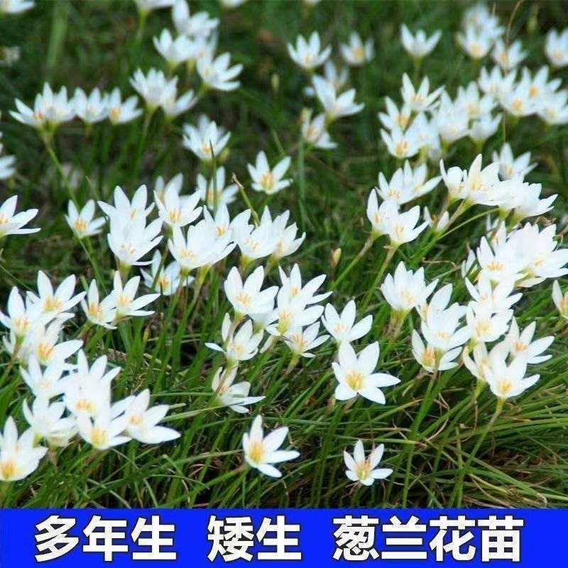 葱兰风雨兰花葱莲庭院绿化喜阴植物常年开花花镜