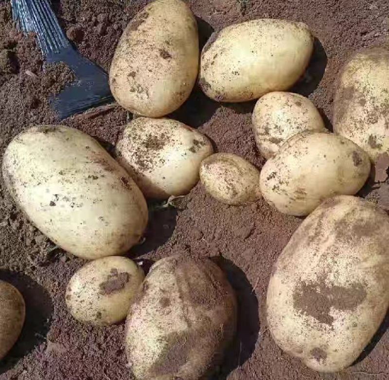 邯郸黄心白心土豆质量保证量大从优对接各大市场商超
