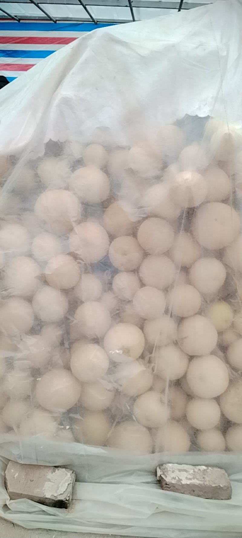 中号葫芦通货出，气质厚