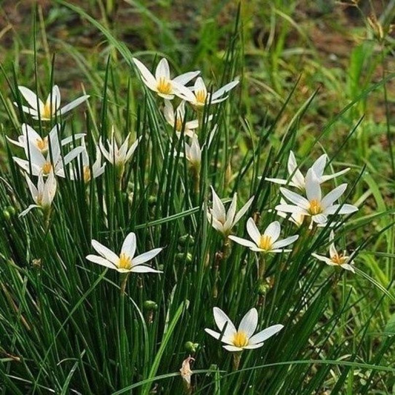 葱兰风雨兰花葱莲庭院绿化喜阴植物常年开花花镜