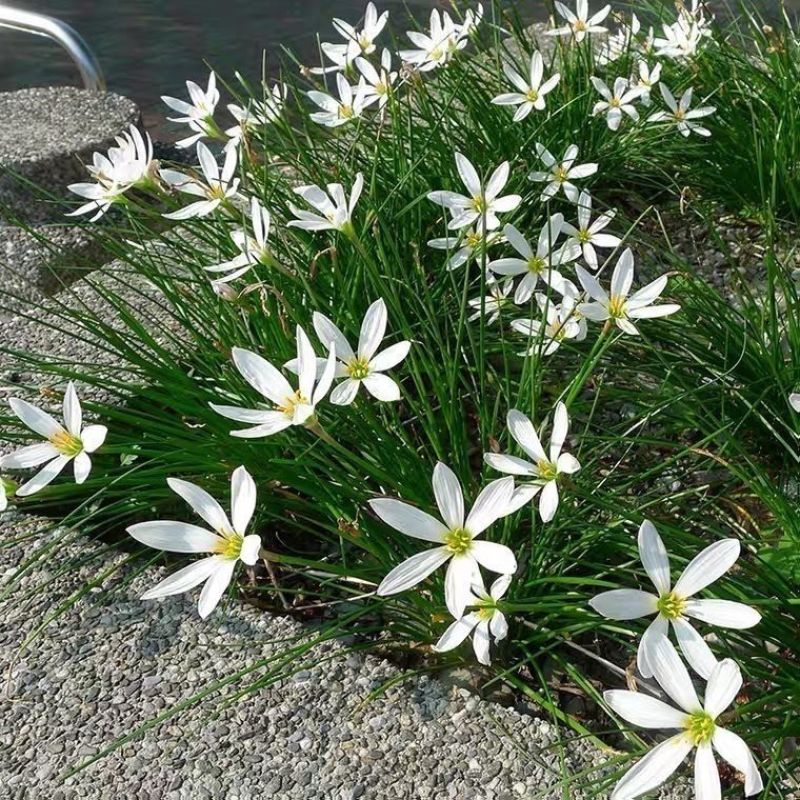 葱兰风雨兰花葱莲庭院绿化喜阴植物常年开花花镜