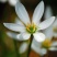 葱兰风雨兰花葱莲庭院绿化喜阴植物常年开花花镜