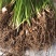 葱兰风雨兰花葱莲庭院绿化喜阴植物常年开花花镜