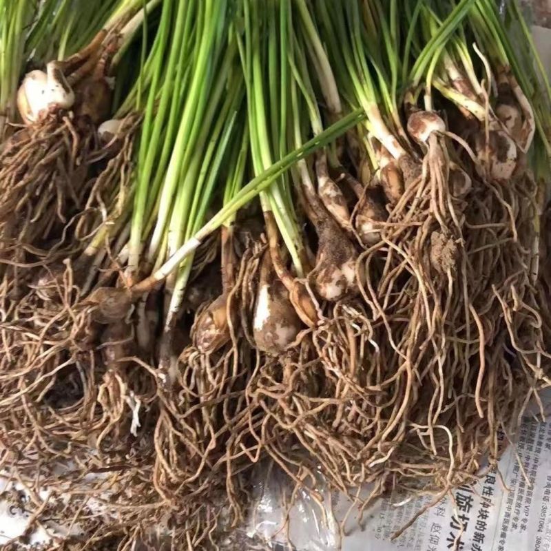 葱兰风雨兰花葱莲庭院绿化喜阴植物常年开花花镜