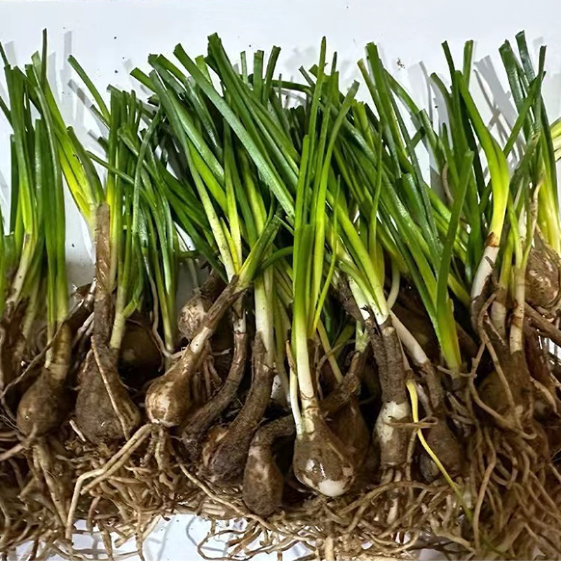 葱兰风雨兰花葱莲庭院绿化喜阴植物常年开花花镜