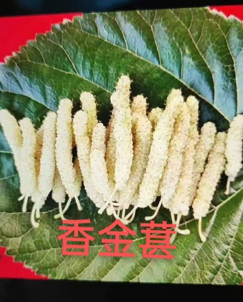 台湾长果桑，无籽大十，各种果桑，蛋白桑，桂优12号