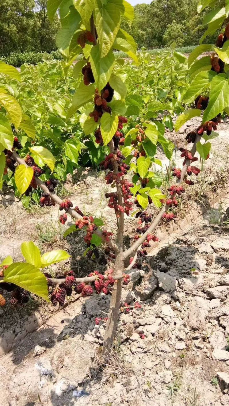 台湾长果桑，无籽大十，各种果桑，蛋白桑，桂优12号