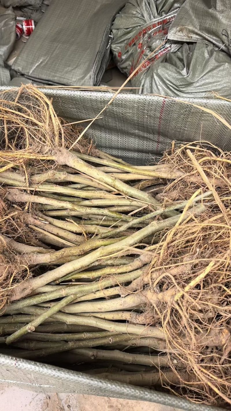 台湾长果桑，无籽大十，各种果桑，蛋白桑，桂优12号