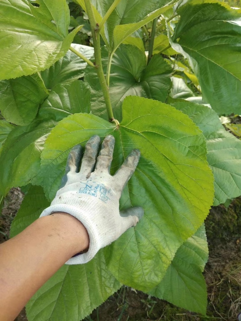 台湾长果桑，无籽大十，各种果桑，蛋白桑，桂优12号