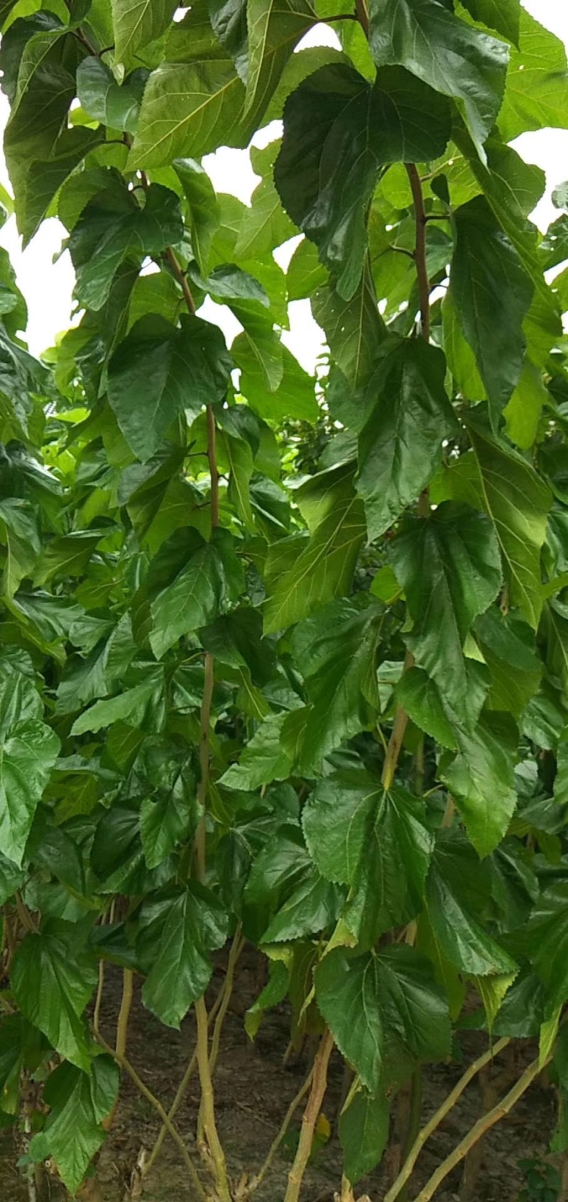 台湾长果桑，无籽大十，各种果桑，蛋白桑，桂优12号