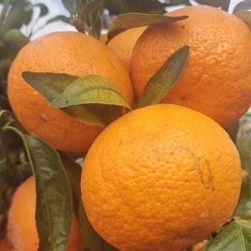 沃柑