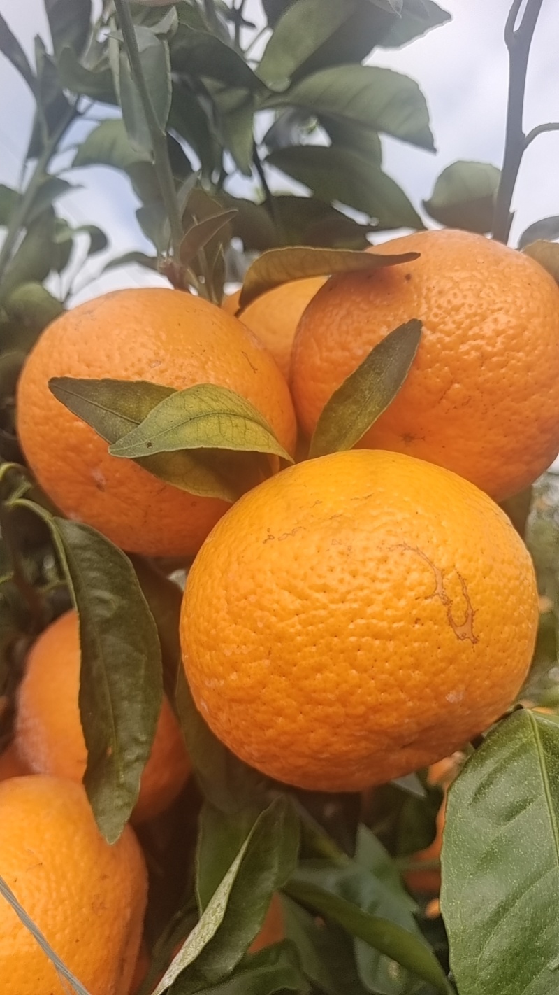 沃柑