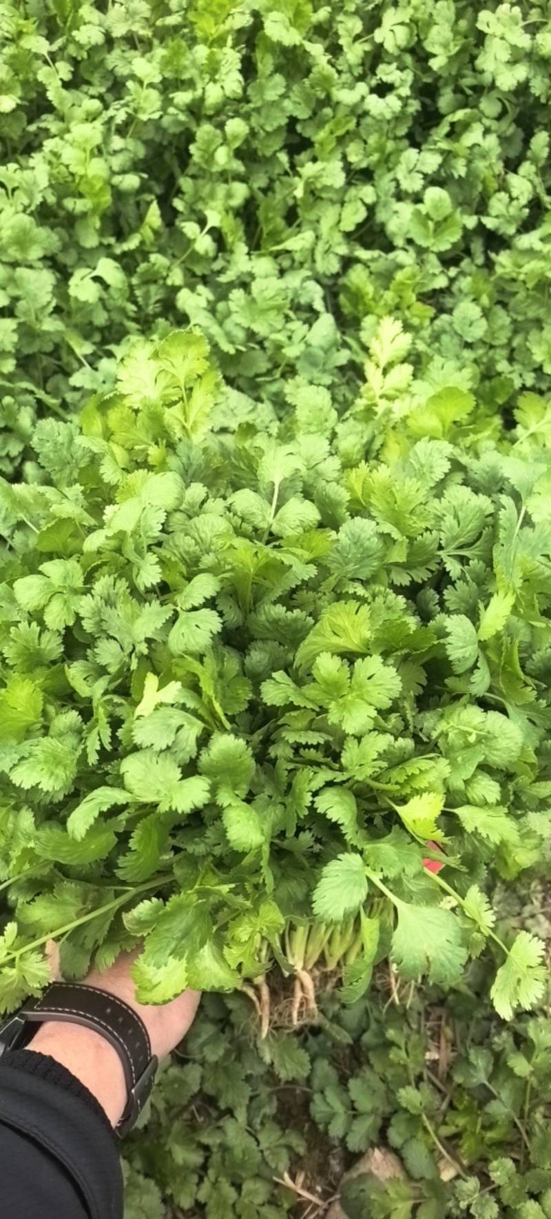 精品香菜