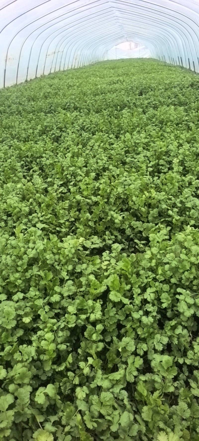 精品香菜