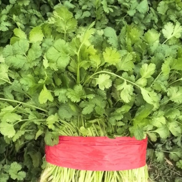 精品香菜