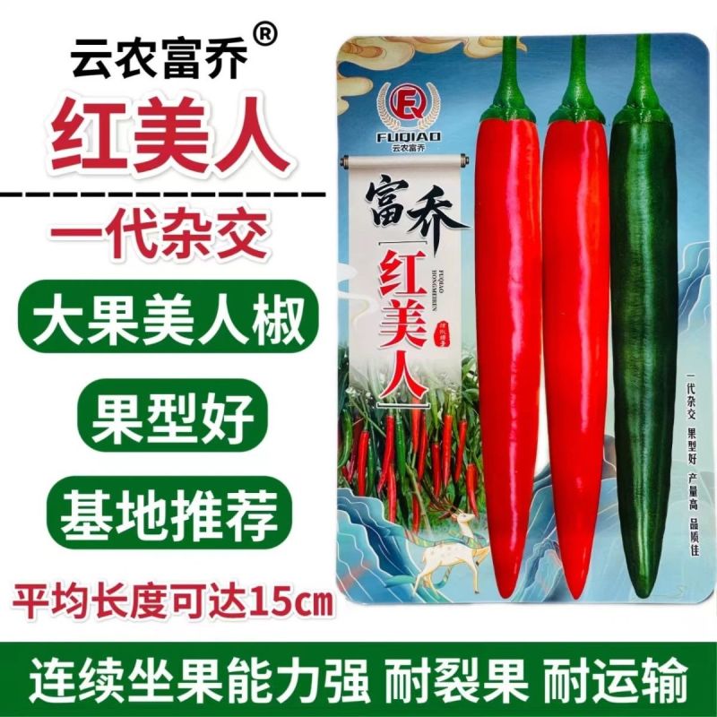 正宗大果美人椒富农99辣椒种子颜色亮两用型硬度好产量高