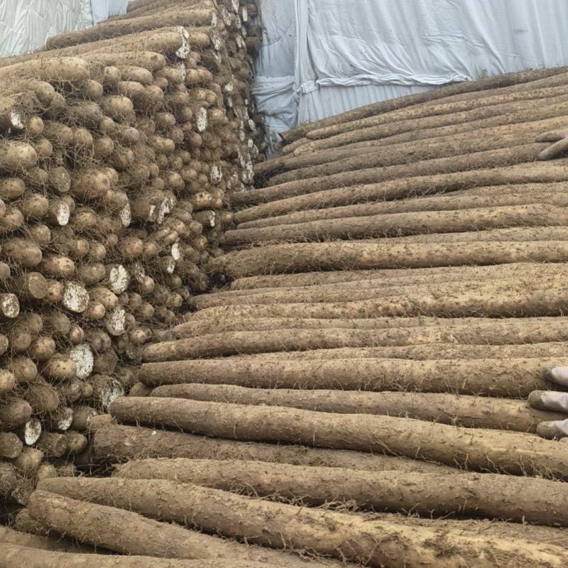 白玉山药大量上市