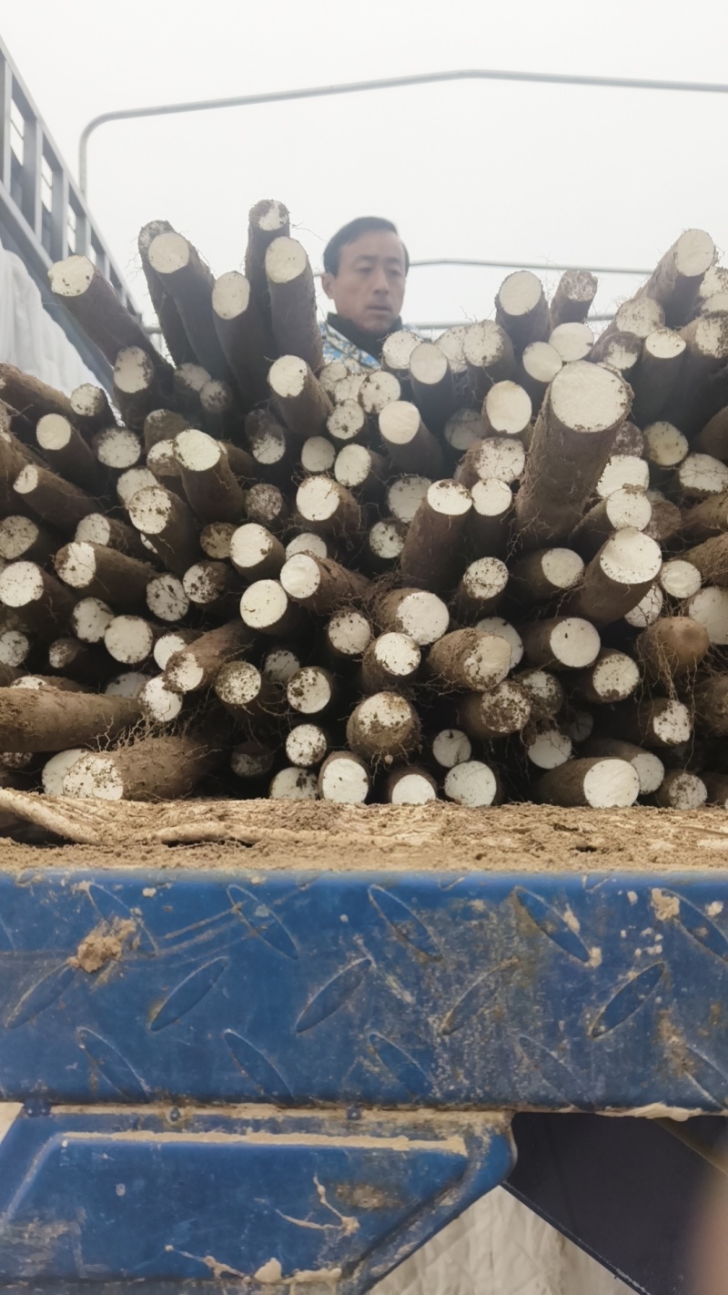 白玉山药大量上市