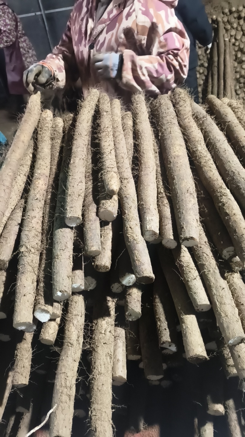 白玉山药大量上市