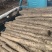 白玉山药大量上市