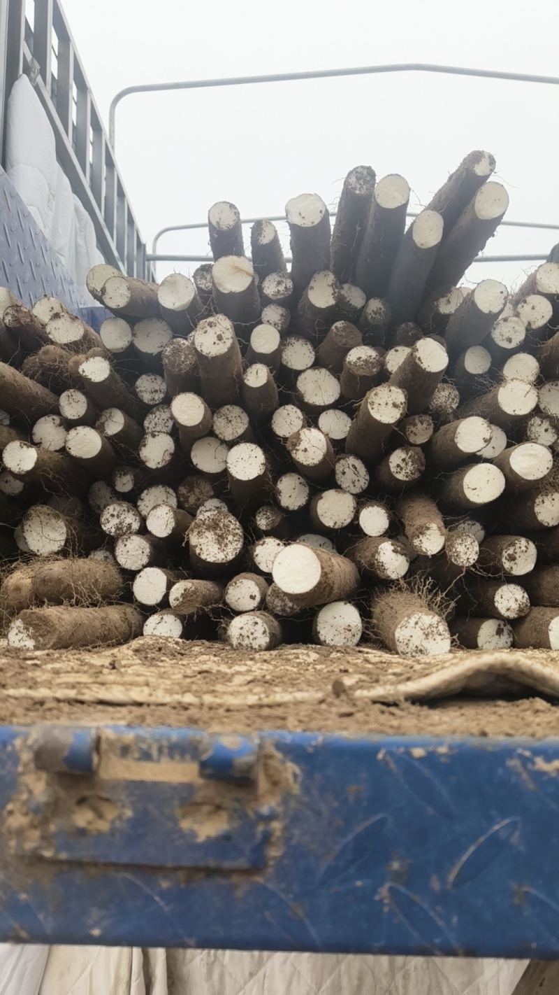 白玉山药大量上市