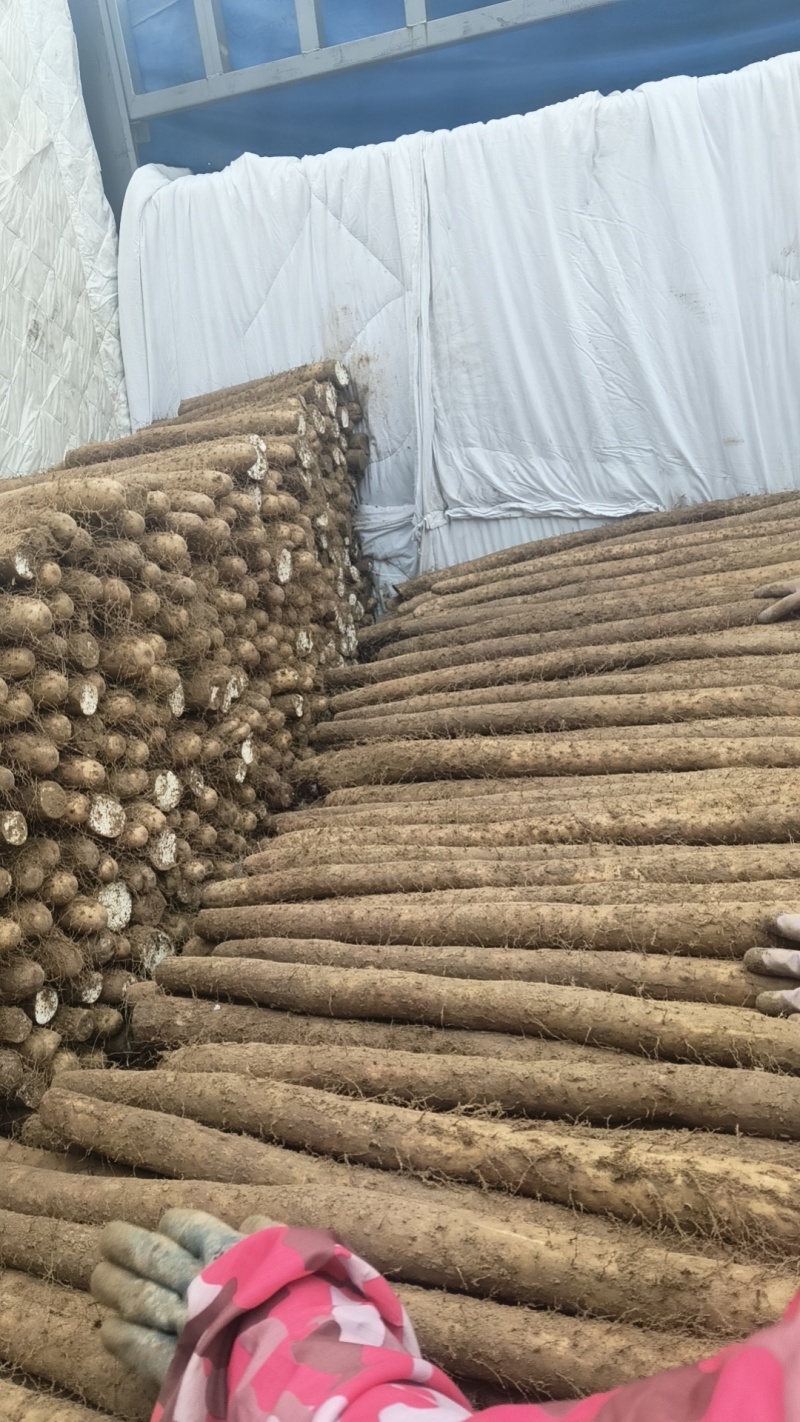 白玉山药大量上市