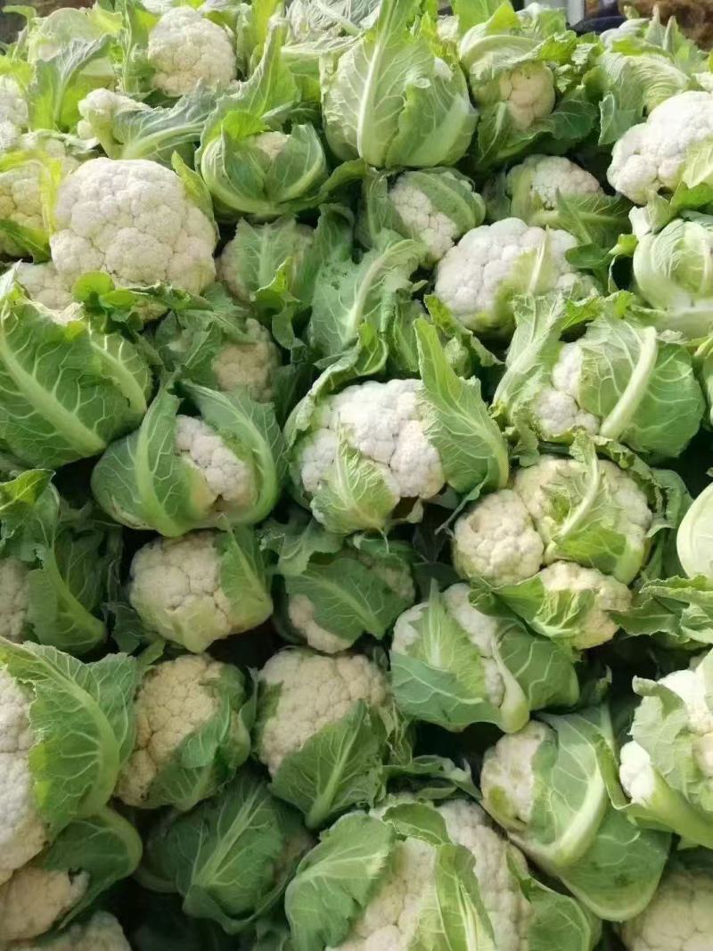 陕西实花，新鲜上市，货源充足，对接市场，档口，超市，