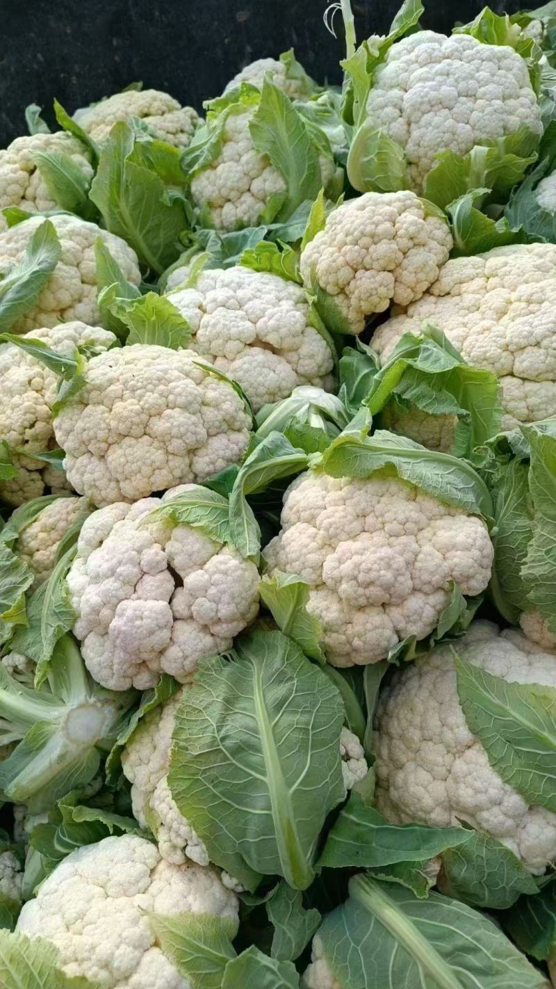 陕西实花，新鲜上市，货源充足，对接市场，档口，超市，