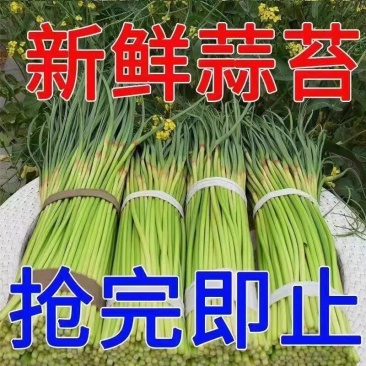 【红帽蒜薹】山东蒜薹/金乡蒜薹/新鲜蒜苔/价格便宜