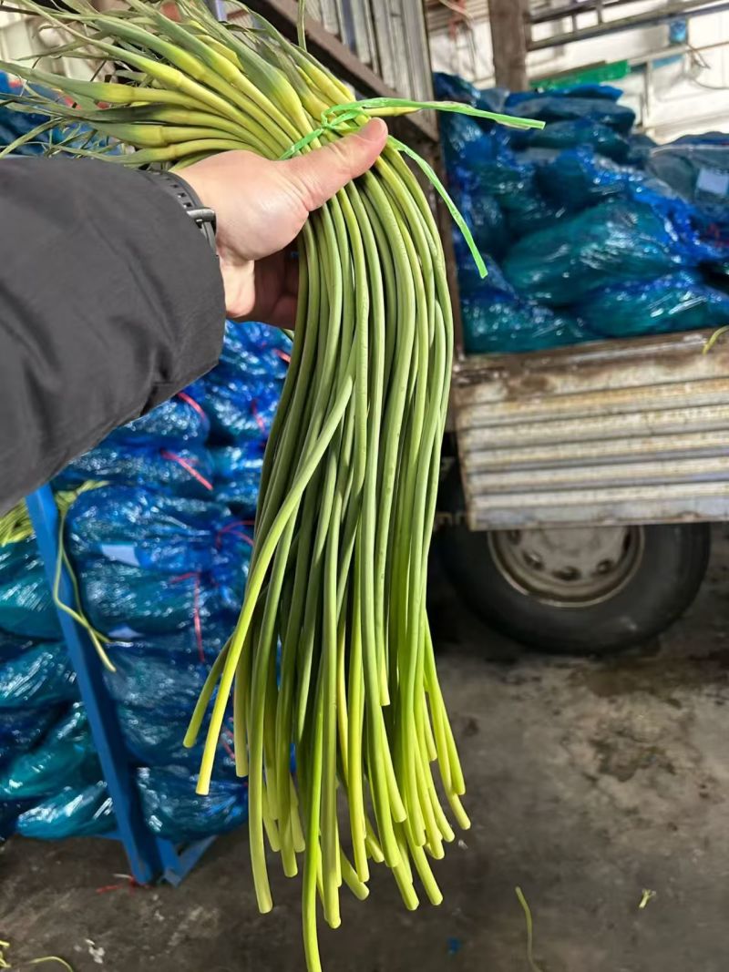 【红帽蒜薹】山东蒜薹/金乡蒜薹/新鲜蒜苔/价格便宜