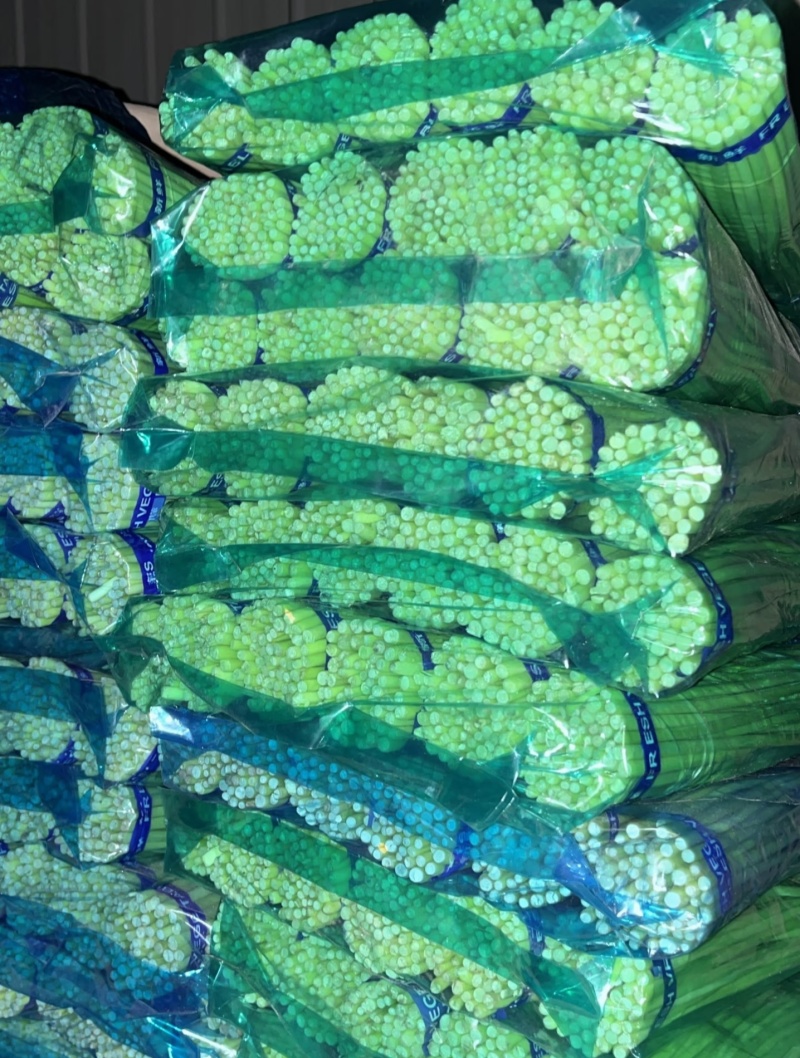 【红帽蒜薹】山东蒜薹/金乡蒜薹/新鲜蒜苔/价格便宜