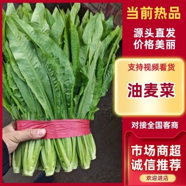 河北邯郸现采油麦菜鲜绿脆嫩大量有货各种叶菜可拼车