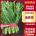 河北邯郸现采油麦菜鲜绿脆嫩大量有货各种叶菜可拼车