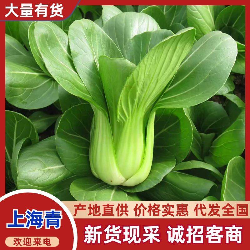 邯郸上海青口感鲜嫩叶片肥厚产地直发欢迎来电