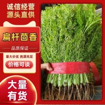 河北邯郸茴香细叶翠绿香气浓郁现割现发欢迎联系咨询