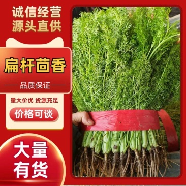 河北邯郸茴香细叶翠绿香气浓郁现割现发欢迎联系咨询