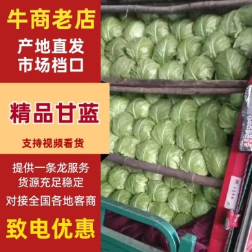 河北甘蓝包菜，紫甘蓝大量有货支持视频看货欢迎来电