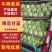 河北甘蓝包菜，紫甘蓝大量有货支持视频看货欢迎来电