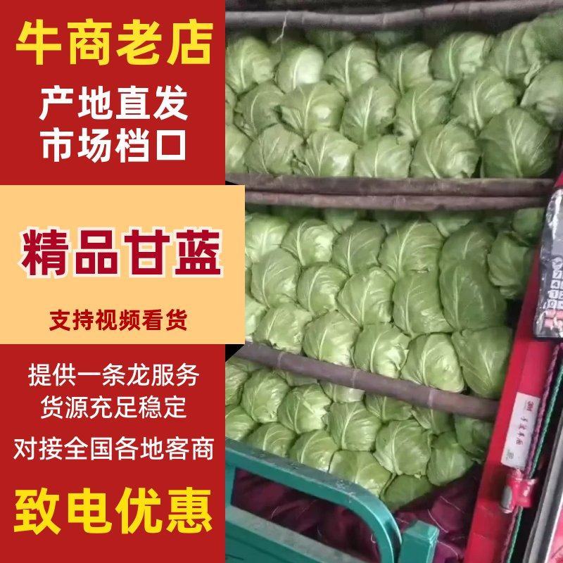 河北甘蓝包菜，紫甘蓝大量有货支持视频看货欢迎来电