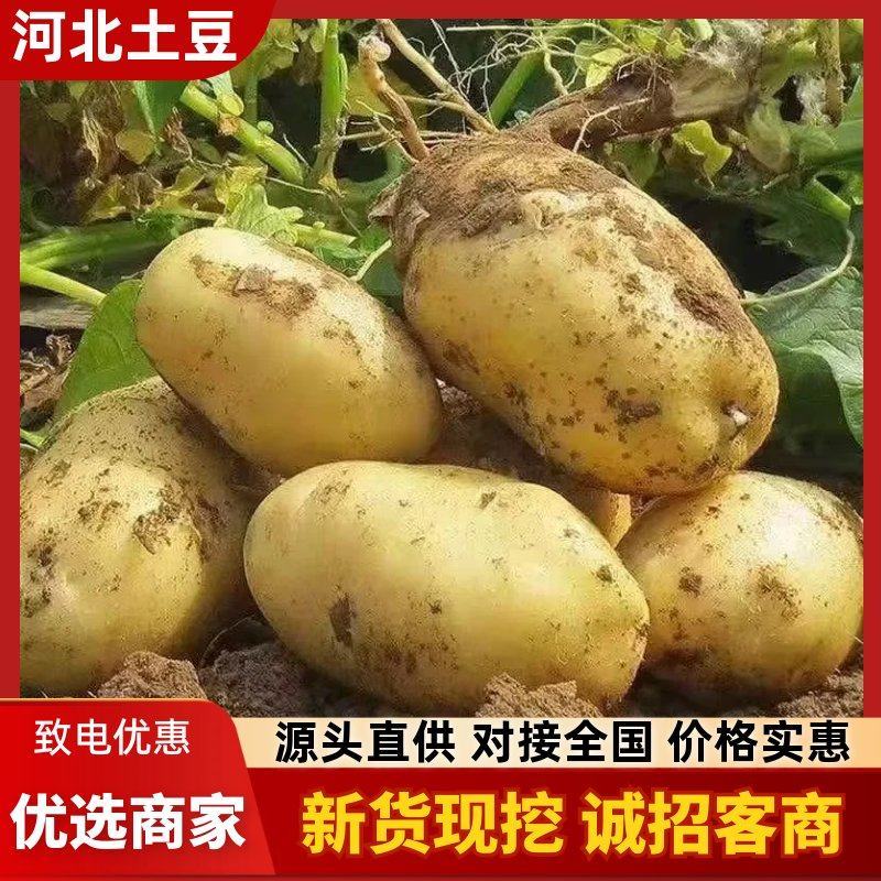 邯郸黄心白心土豆质量保证量大从优对接各大市场商超