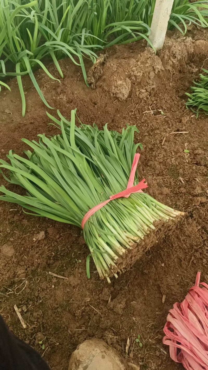 精品韮菜