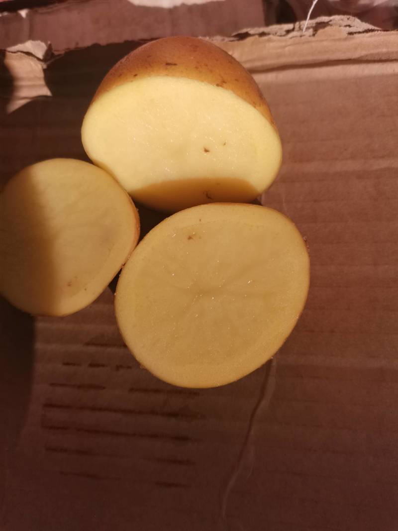 急供黄心黄皮土豆