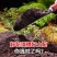 优质树叶腐殖土，大量上市，全国发货，欢迎进店沟通。
