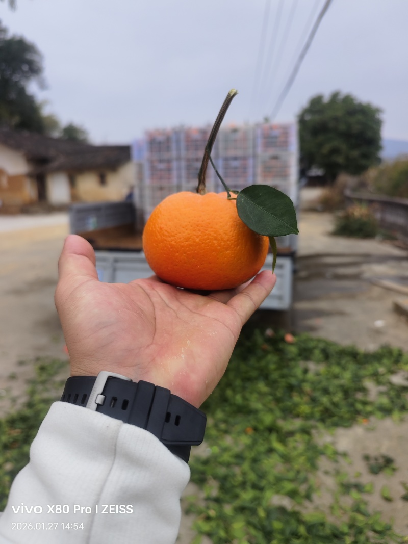 福建平和沃柑，大量上市，品质保证，欢迎大家来电采购
