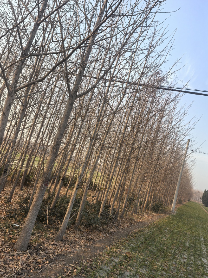 银杏树